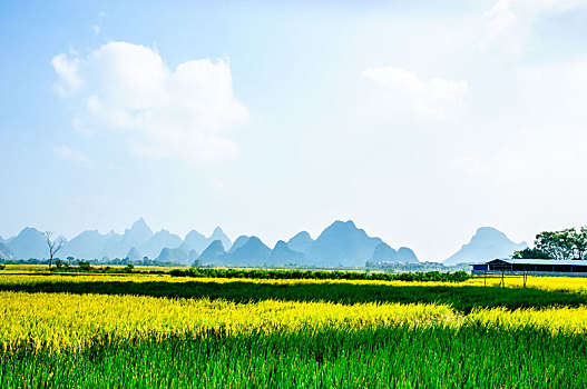 sc rong bach kim