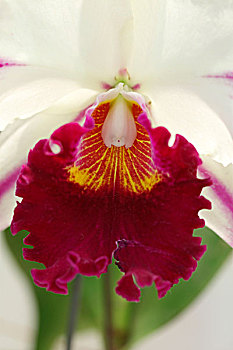 soi cầu mb hom nay