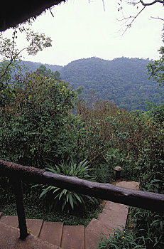 rong bach kim 2 nhay