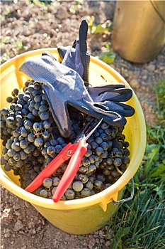 dự đoán xổ số trà vinh