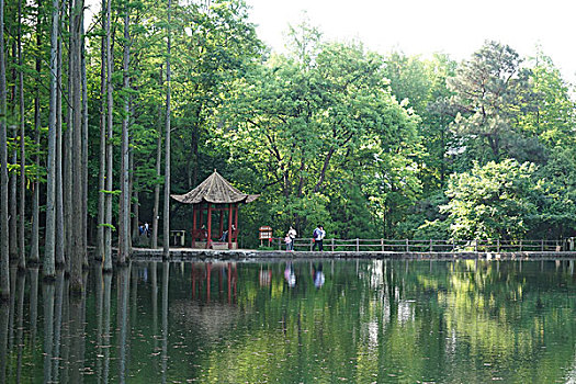 soi cau rong vang