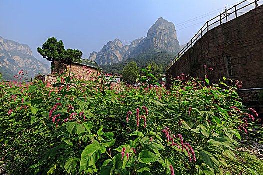 soi cau doan so