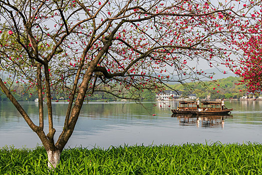 bạch thủ hôm nay