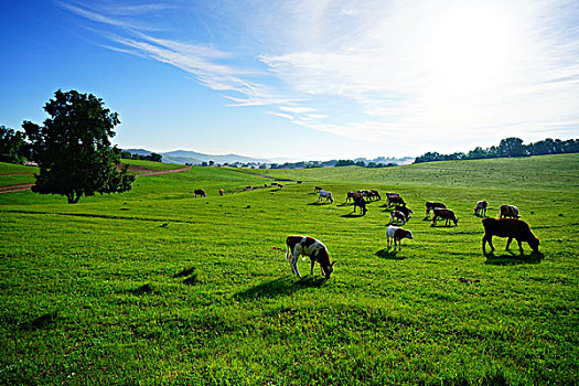 lô tô bạch thủ