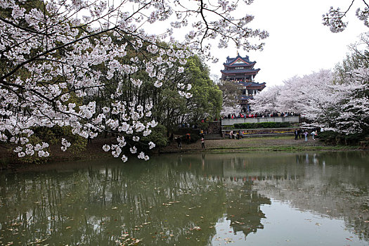 soi cau bach thu lo