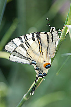 soi cầu pascal