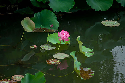 soi cầu đại phát
