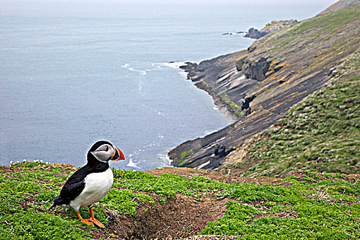 soicau bachthu de