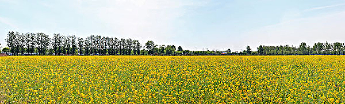bach thu lo kep khung 5 ngay