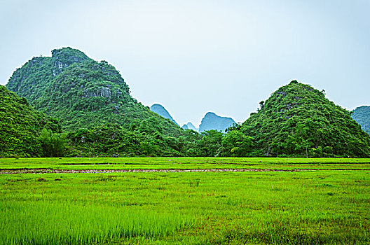 cau bachthu mienbac