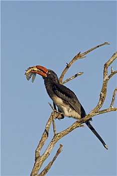 bạch thủ đề