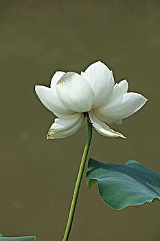 bạch thủ đề