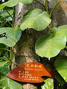 soi cau chuan mb