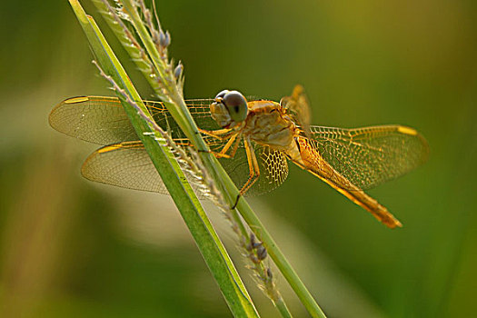 xổ số hậu giang