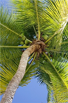soi cầu kép