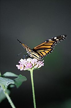 diễn đàn xổ số