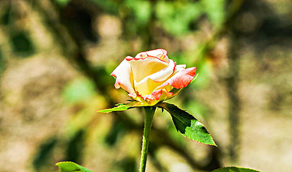 thống kê lô bạch thủ