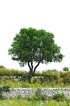 soi cau vinh log 568