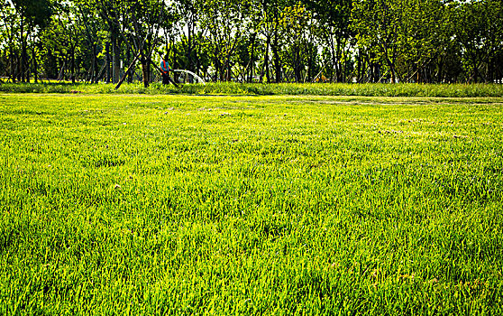 soi cau mien bắc