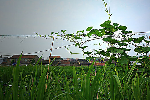 cầu lô kép