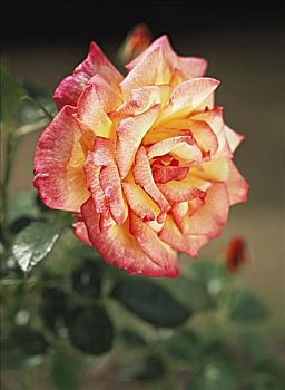 bach thu de ngay mai