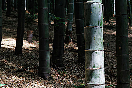 bạch kim lô đề