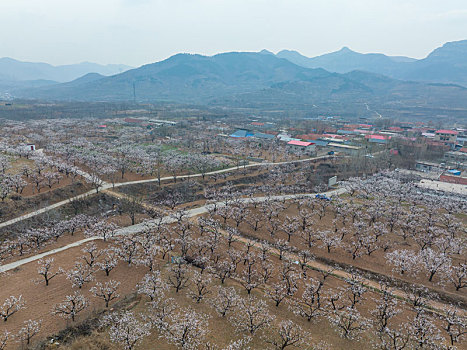 bach thu lo kep mien bac