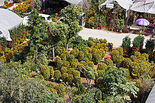 cầu bạch kim
