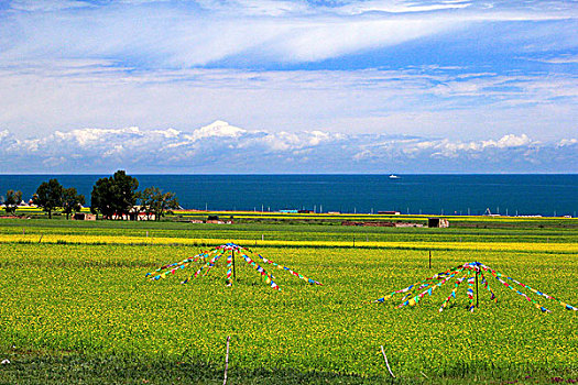 thong ke rong bach kim gio vang
